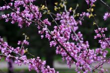 Cercis, Minnesota Strain Redbud