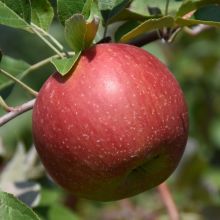 Malus, Fruiting Apple 'WineCrisp™'