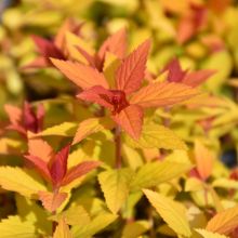 Spiraea, Japanese Spirea 'Double Play® Candy Corn®'