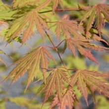 Acer, Jack Frost&reg; Maple 'Arctic Jade&reg;'