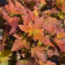 Physocarpus, Ninebark Shrub First Editions&reg; 'Amber Jubilee&trade;'