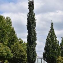 Populus, Quaking Aspen 'Mountain Sentinel®' (Large Sizes)
