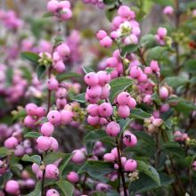 Symphoricarpos, Coralberry 'First Editions® Candy™'