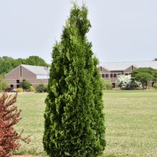 Thuja, Arborvitae 'North Pole®' (Large Sizes)