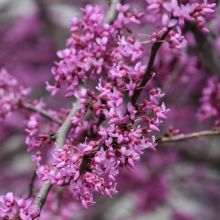 Cercis, Redbud 'Minnesota Strain' (Large Sizes)