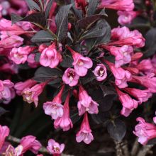 Weigela, Dark Foliage 'Coco Chill™'