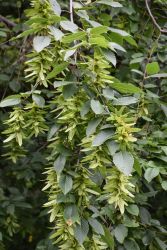 Carpinus, Blue Beech (Large Sizes)