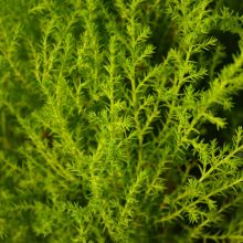 Cupressus, Cypress 'Goldcrest'