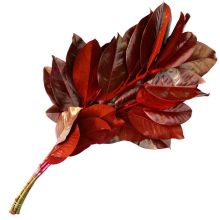 Magnolia Leaves, Dipped 'Red'
