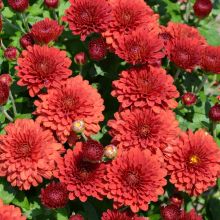 Chrysanthemum, Fall Mum 'Red'