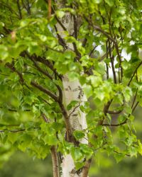Betula, Japanese White Birch 'First Editions® Parkland Pillar®'