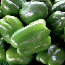 Capsicum, Sweet Bell Pepper 'Green'
