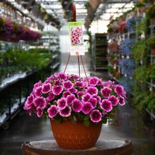 Petunia, Capella™ 'Fuchia Lace' Hanging Basket
