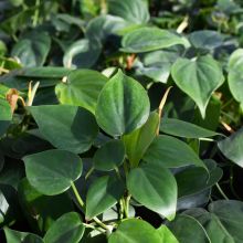 Philodendron Hederaceum 'Heartleaf'