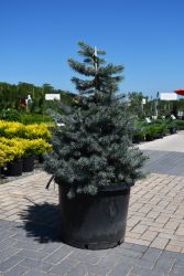 Picea, Colorado Blue Spruce 'Baby Blue' (Large Sizes)