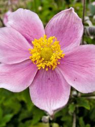 Anemone, Japanese Anemone 'Pink Saucer&trade;'