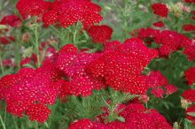 Achillea, Common Yarrow 'Pomegranate'