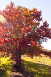 Quercus, Northern Pin Oak 'First Editions® Majestic Skies™'