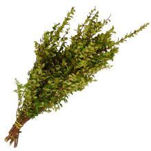 Huckleberry 'Red Huckleberry'