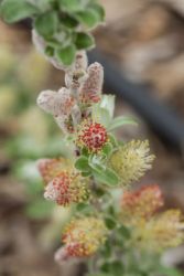Salix, Sage Leaved Willow 'First Editions® Iceberg Alley®'