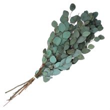 Eucalyptus 'Silver Dollar' Aqua