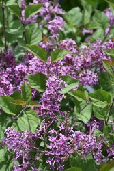 Syringa, Lilac Tree 'Bloomerang&reg; Dark Purple'
