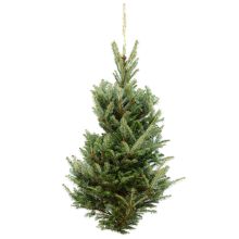 Table Top Tree 'Fraser Fir'