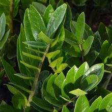 Zamioculcas Zamiifolia, ZZ Plant