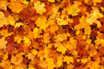 Adding Fall Color to Your Garden