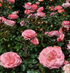 Caring for Roses in Hot Humid Weather