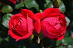 How to Prepare Tea and Floribunda Roses for Winter 