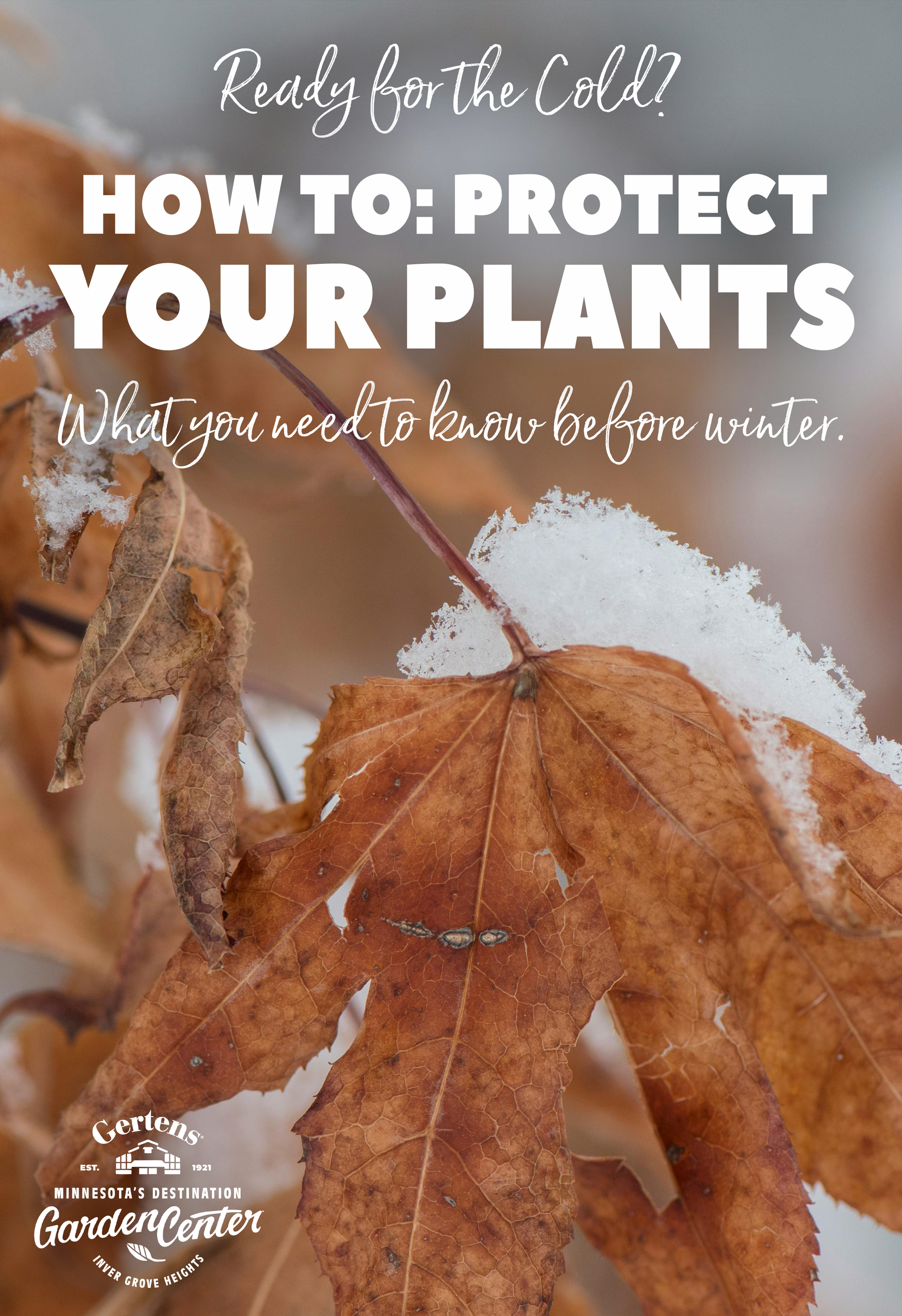 As the seasons shift and nighttime temperatures consistently dip to around 50 degrees or below, it’s time to start thinking about bringing your houseplants back indoors. 