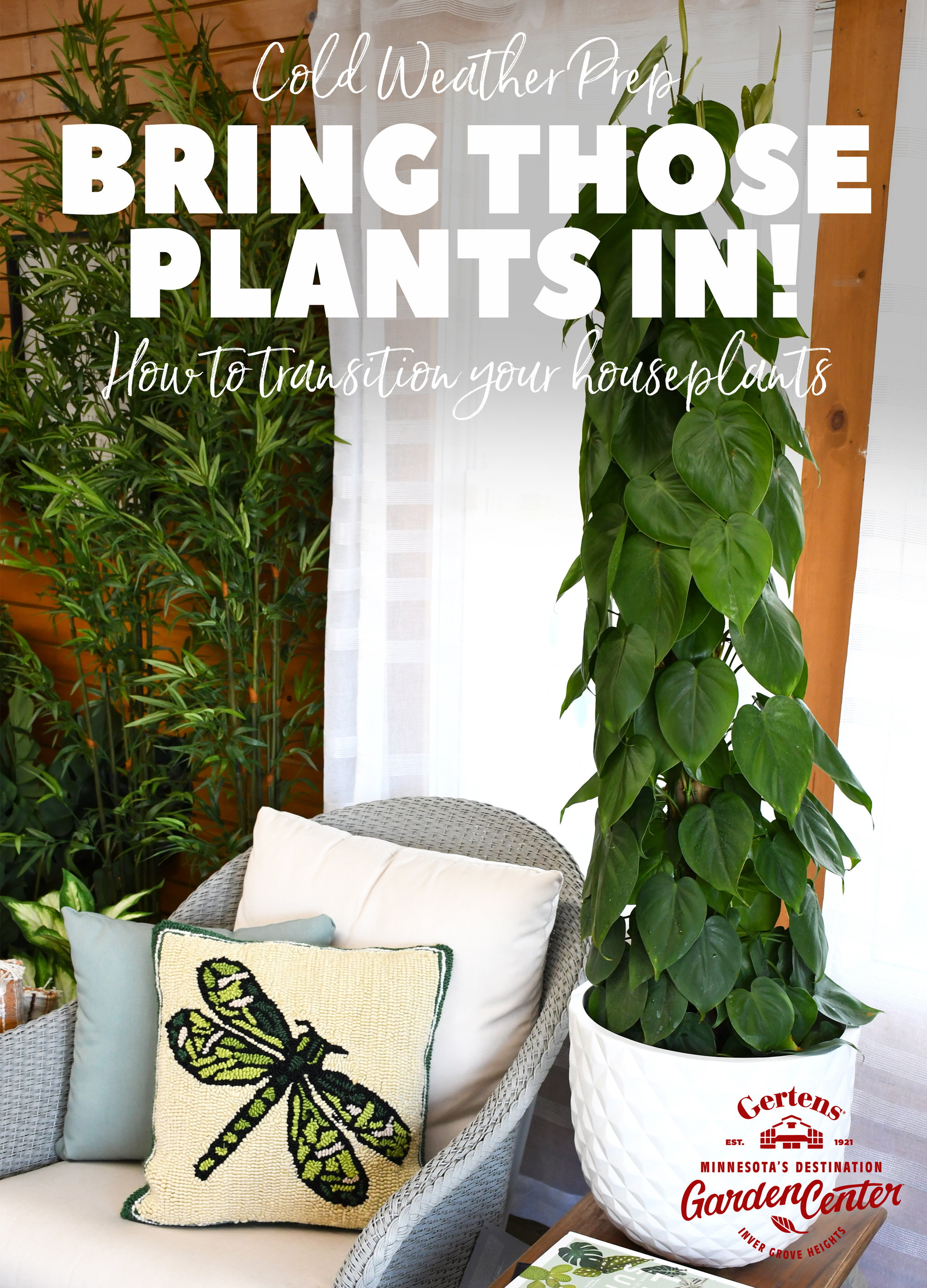 As the seasons shift and nighttime temperatures consistently dip to around 50 degrees or below, it’s time to start thinking about bringing your houseplants back indoors. 