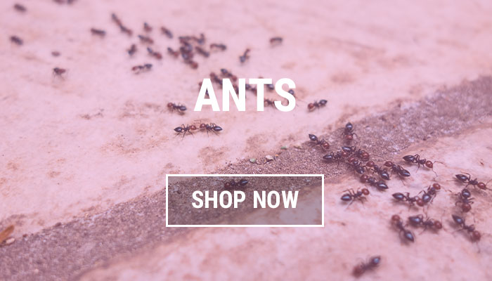 Ant Repellents and Traps