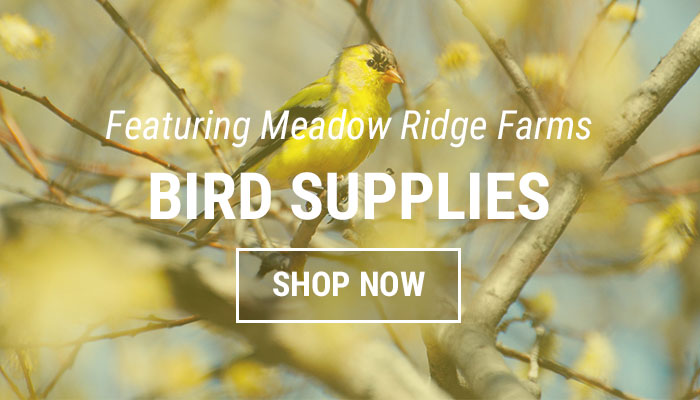 Bird Supplies