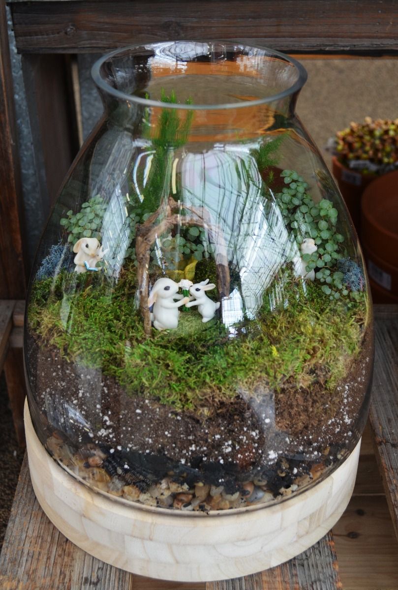 Forecasting Growth: How to make your own terrarium garden