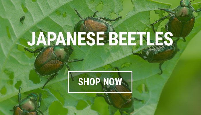 Japanese Beetle Repellents and Traps