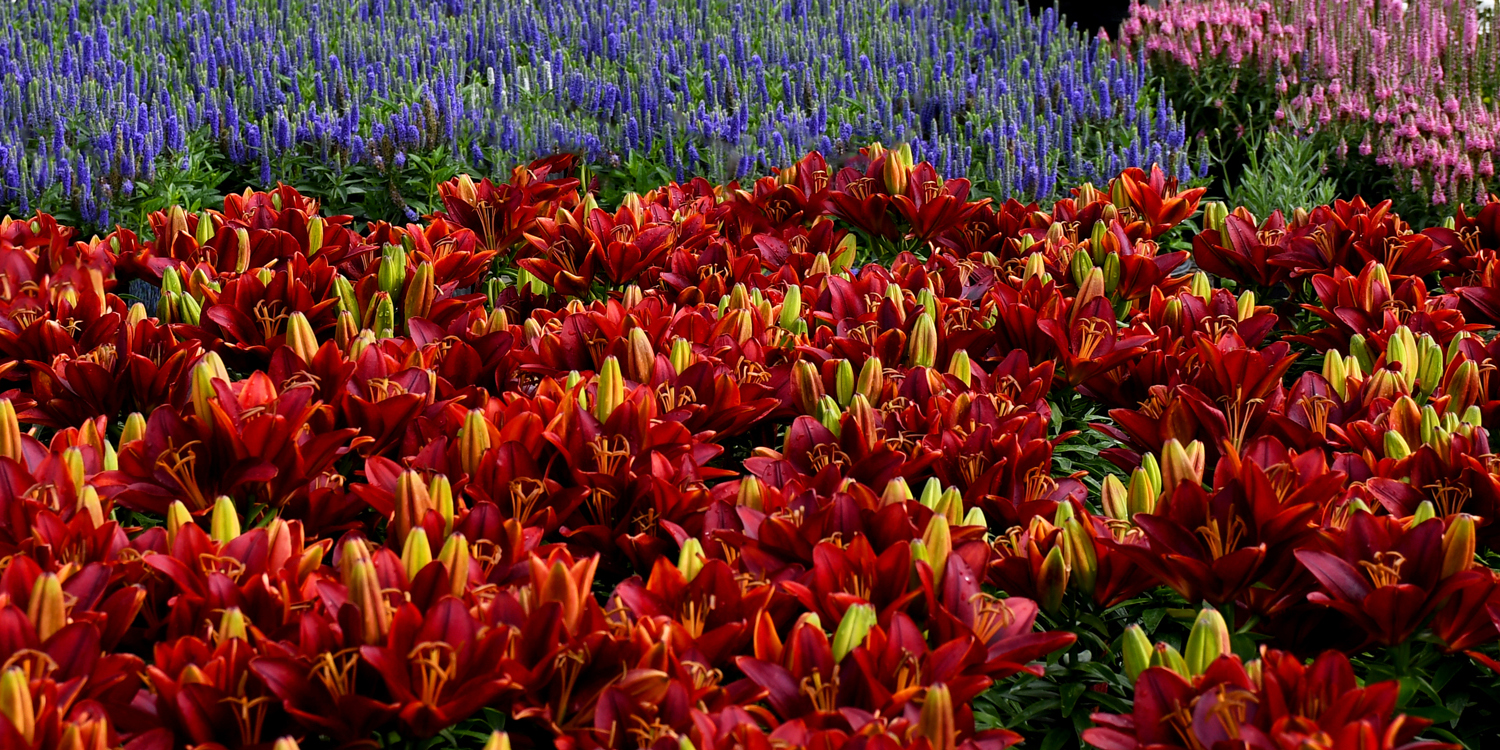 Perennials Gertens Gertens Garden Center