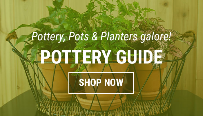Pottery Guide