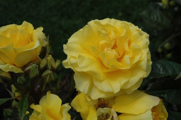 Difference Between Hybrid Tea and Floribunda Roses 