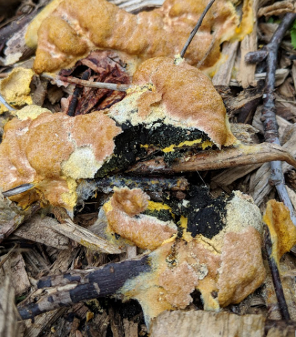 That White Stuff on Mulch Is Slime Mold