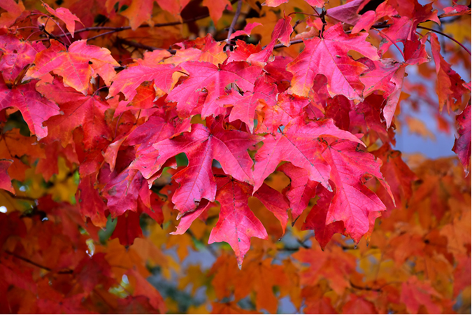 Yeti fall colors deals 2019