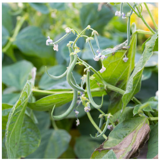 Growing Bush and Pole Beans | Gertens Garden Center