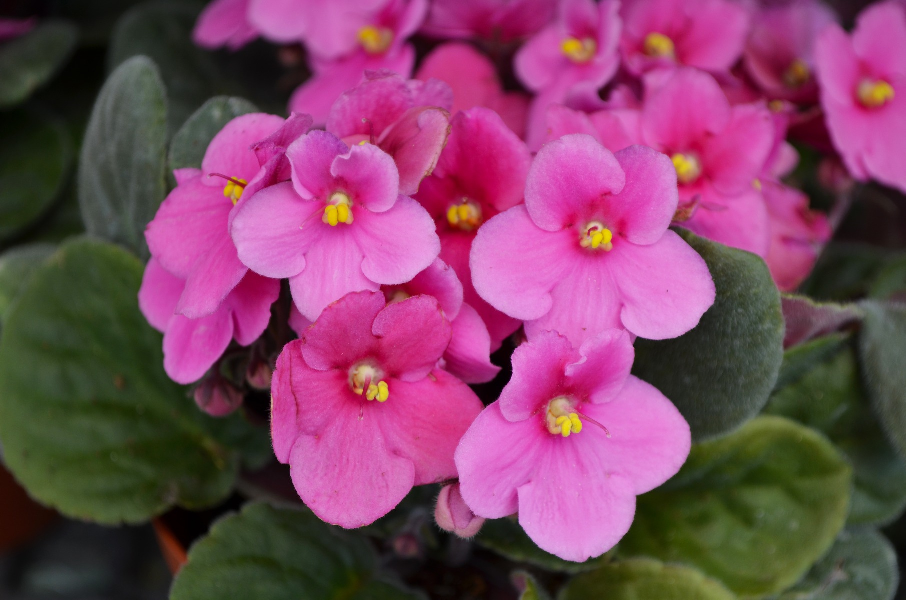 african violet care indoors