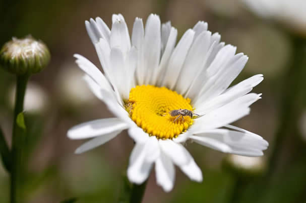 Shasta Daisy