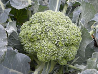Broccoli