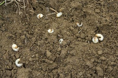 Grubs