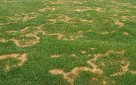Image result for turf disease