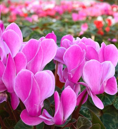 Pink Clematis