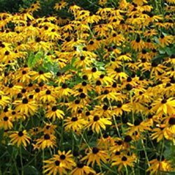 How To Animals Deer And Rabbit Resistant Plants Black Eyed Susan